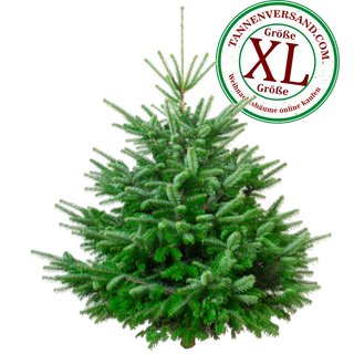 Nordmanntanne XL freigestellt 1000x1000 LOGO
