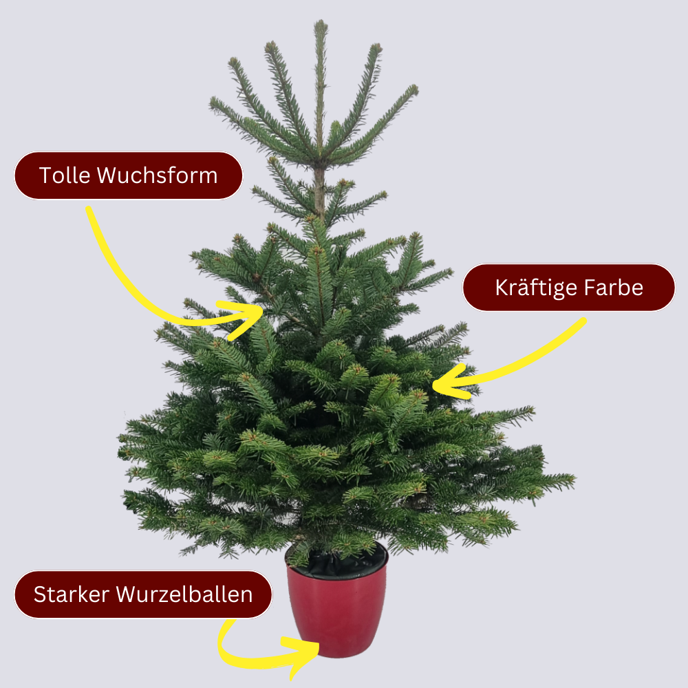 Vorteile weihnachtsbaum im Topf