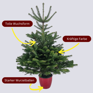 Vorteile weihnachtsbaum im Topf