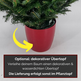 Übertopf Frasertanne