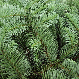 Tannenzweige Nobilistanne ca. 5,0 Kg Handbund frisches Schnittgrün - Tannenversand.com