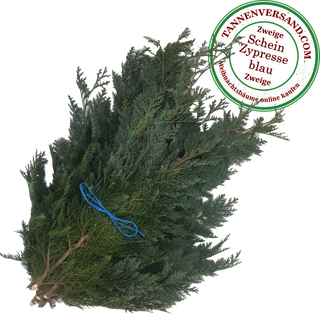 Zweige blaue Scheinzypresse Chamaecyparis lawsoniana `Columnaris glauca´