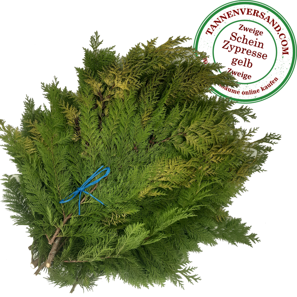 Zweige gelbe Scheinzypresse Chamaecyparis lawsoniana `Alumiigold´