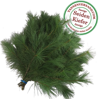 Seidenkiefer Weymouthkiefer Pinus strobus Strobe 