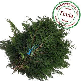 Thuja Tannenzweige